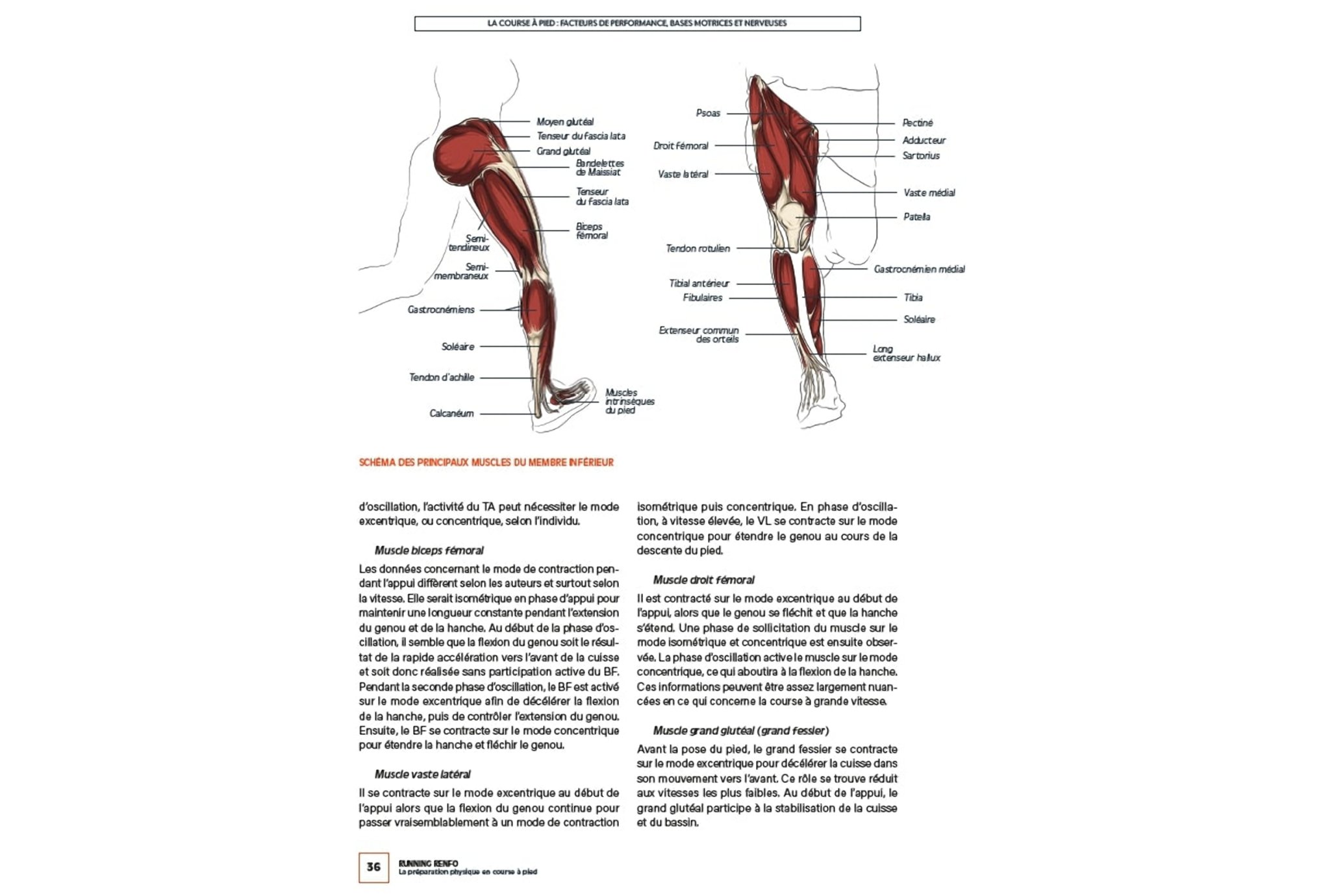 4Trainer Running Renfo - La pr�paration physique en course � pied