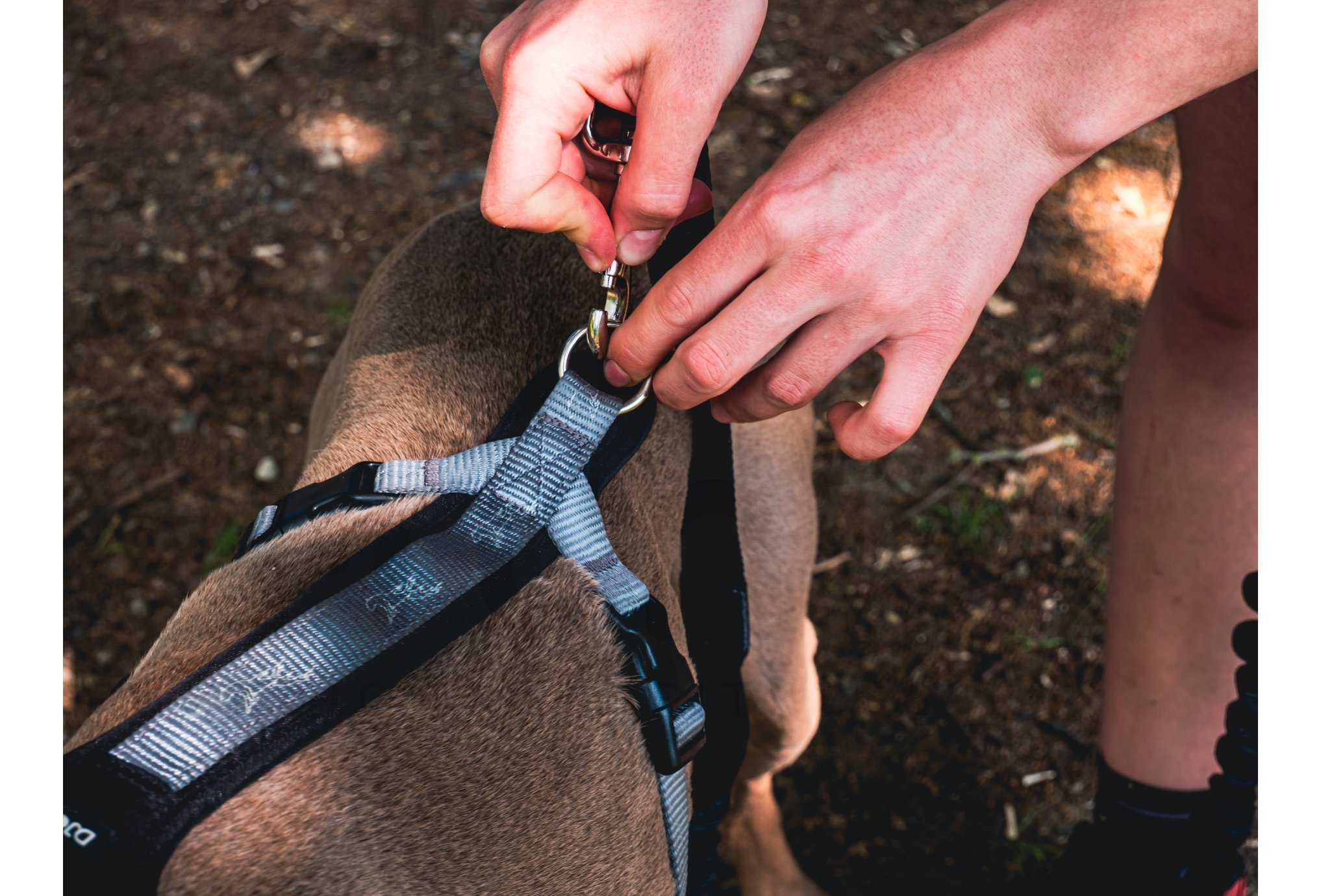 Djoring Djore Pro Harness